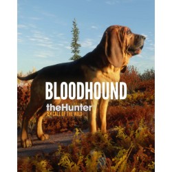 theHunter Call of the Wild Bloodhound – herní rozšíření pro PC (elektronická licence)