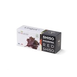 Véritable Lingot Fialový shiso - BIO
