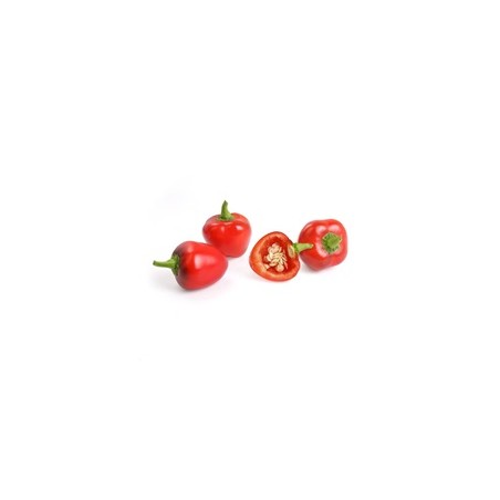 Véritable Lingot Červená mini paprika - BIO