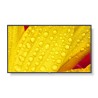 SHARP/NEC LFD 65" MultiSync M651-2, IPS, 3840x2160, 500nit, 8000:1, 8ms, 24/7, DP, HDMI, LAN, USB, Mediaplayer