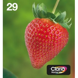Epson Multipack 29 EasyMail - 4-balení - černá, žlutá, azurová, purpurová - originální - blistr - inkoustová cartridge - pro