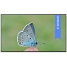 BENQ panel 65" ST6504/ Digital Signage/ UHD 4K/ provoz 18/7/ 2x HDMI/ RJ45/ 2x USB/ Android